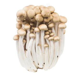 白色有机蔬菜蘑菇 白色有机蔬菜蘑菇