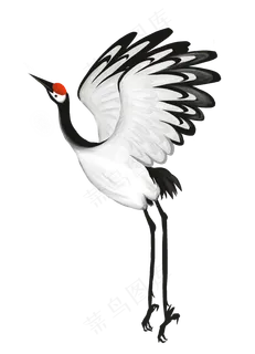 白露仙鹤24节气