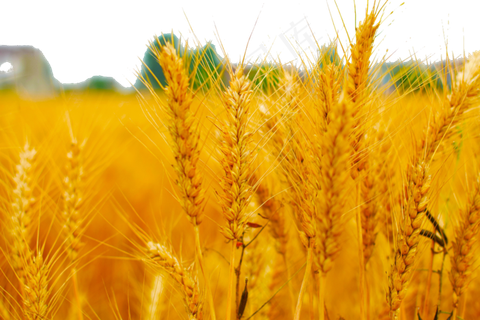 金黄色的麦穗美丽极了