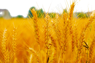 金黄色的麦穗美丽极了