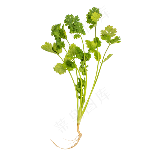 好吃蔬菜香菜(2000X2000(DPI:300))