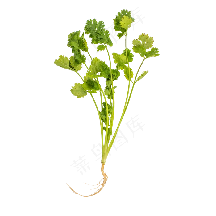 好吃蔬菜香菜(2000X2000(DPI:300))