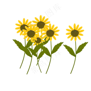 立秋植物节气向日葵