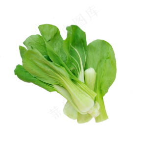 小新鲜的油菜