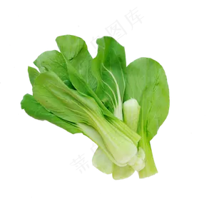 小新鲜的油菜