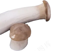 两个野生新鲜的蘑菇