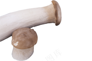 两个野生新鲜的蘑菇