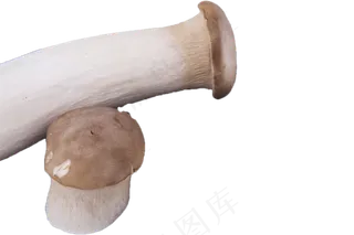 两个野生新鲜的蘑菇