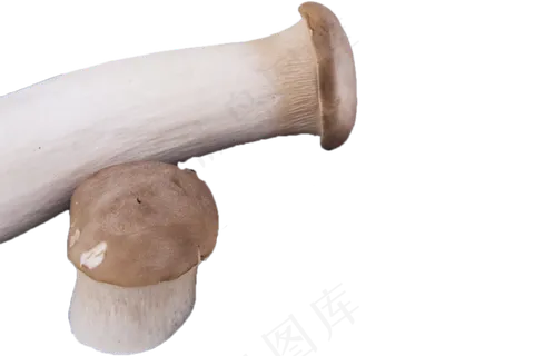 两个野生新鲜的蘑菇 两个野生新鲜的蘑菇