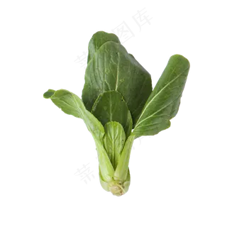 青菜（png免抠）