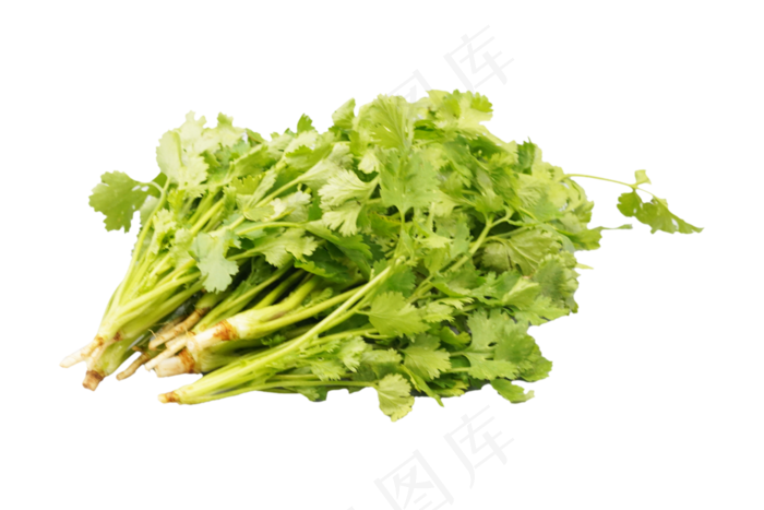 绿色蔬菜香菜