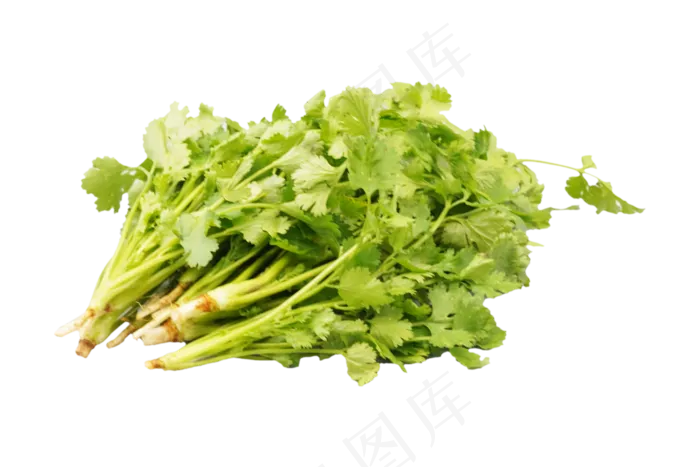 绿色蔬菜香菜(3000*2000px 300 dpi )