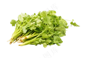 绿色蔬菜香菜