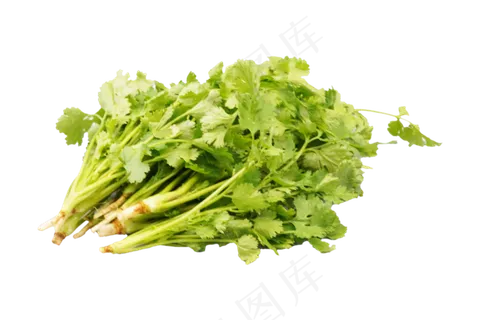 绿色蔬菜香菜 绿色蔬菜香菜