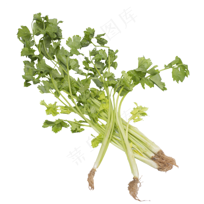 绿色芹菜蔬菜实拍