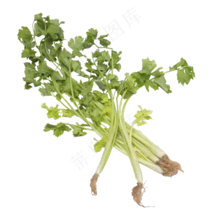 绿色芹菜蔬菜实拍