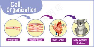 显示考拉细胞组织的图表