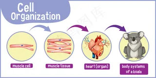 显示考拉细胞组织的图表
