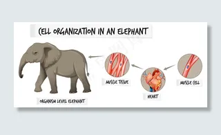 显示大象细胞组织的图表