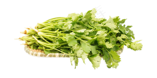 绿色青菜香菜