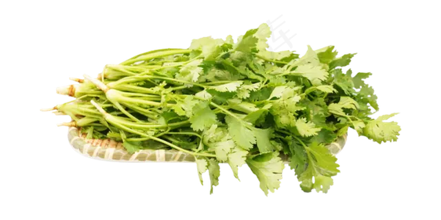 绿色青菜香菜 绿色青菜香菜
