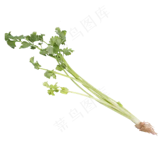 绿色芹菜蔬菜食物实拍