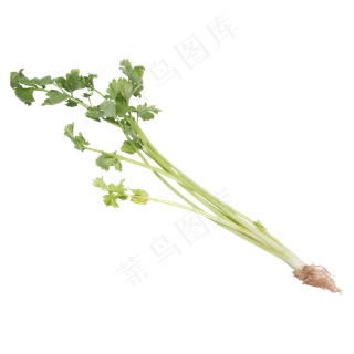 绿色芹菜蔬菜食物实拍