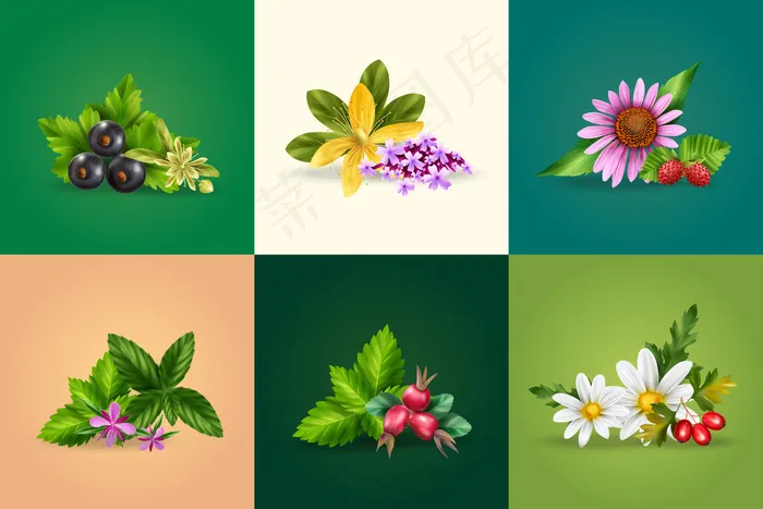 草本和绿茶成分逼真的设计理念与薄荷甘菊黑醋栗玫瑰果 tutsan melissa 孤立插图eps,ai矢量模版下载