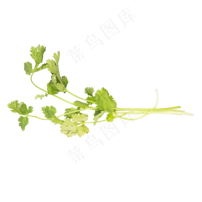 绿色蔬菜香菜