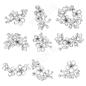 一组樱花。樱花收藏。春花黑白图。