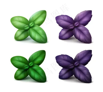 背景上有一套绿、红、紫的罗勒叶