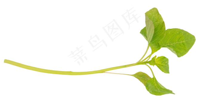 小米菜茎叶(4000*2000px 300 dpi )