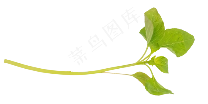小米菜茎叶(4000*2000px 300 dpi )