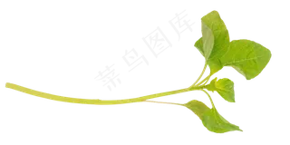 小米菜茎叶
