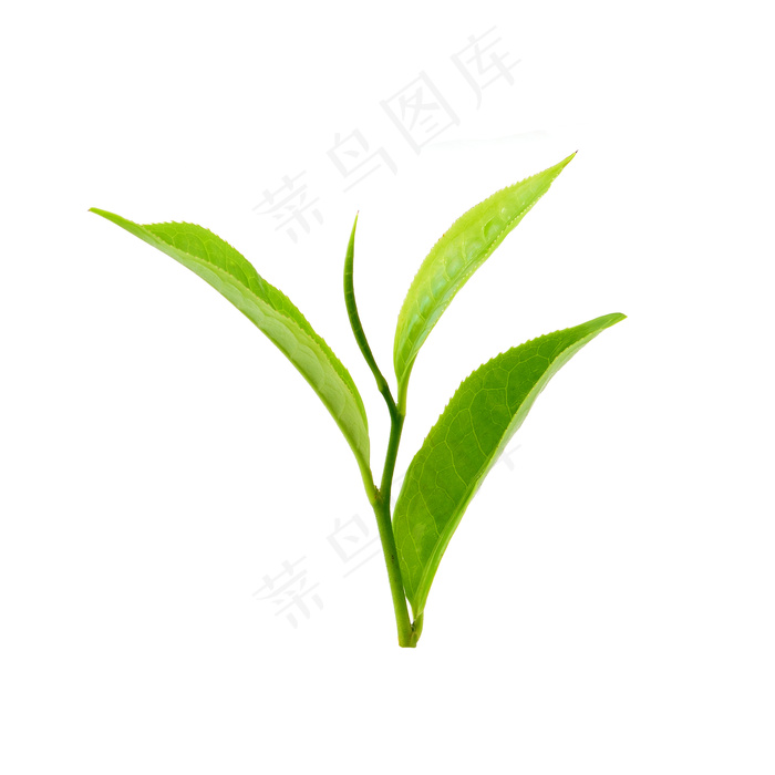 白底绿茶叶_6