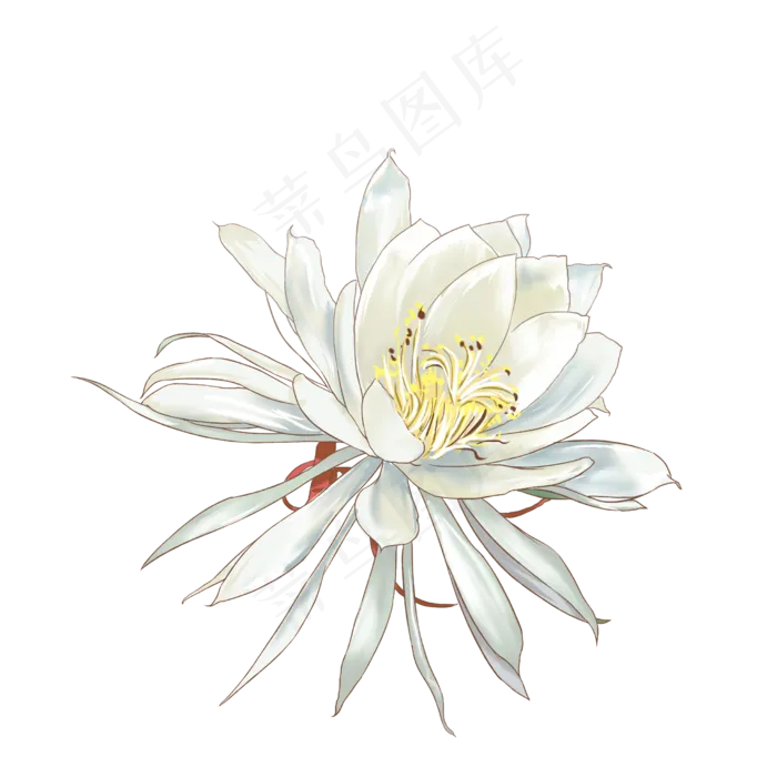 昙花手绘(2480X2480(DPI:300))psd模版下载
