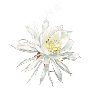 昙花手绘 昙花手绘