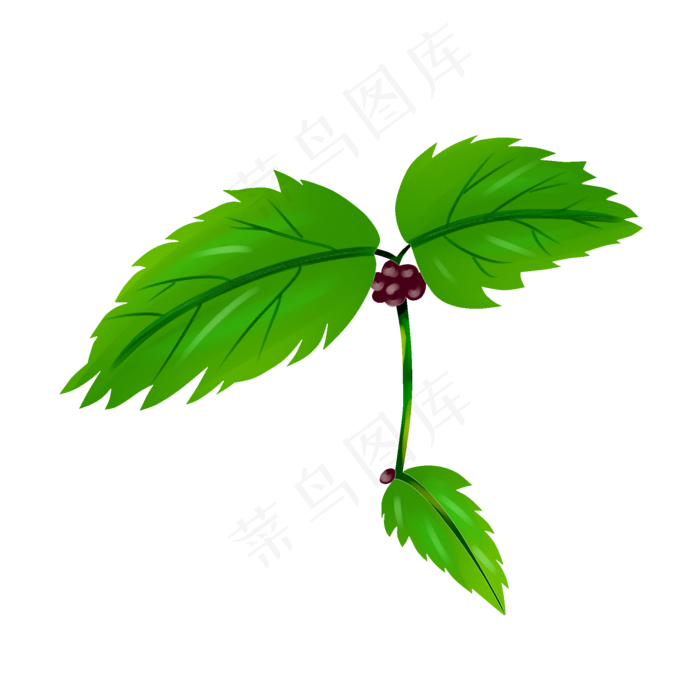 绿色薄荷叶植物插图(2000X2000(DPI:299))psd模版下载