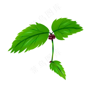 绿色薄荷叶植物插图