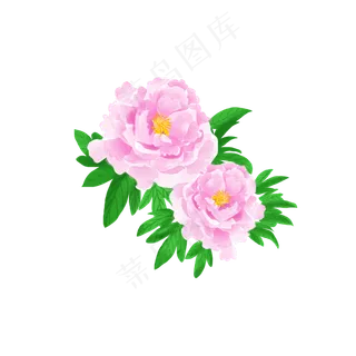 商用节日花卉国花水彩粉色富贵花