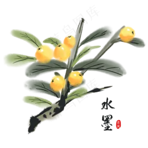 水墨画植物枇杷
