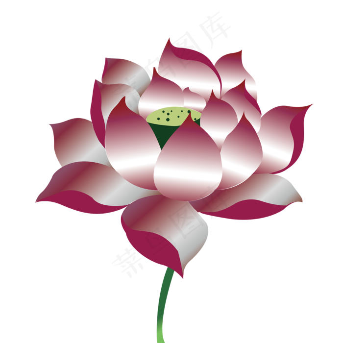 植物荷花色彩夏天简约