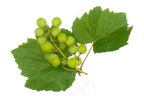 绿色美味青葡萄