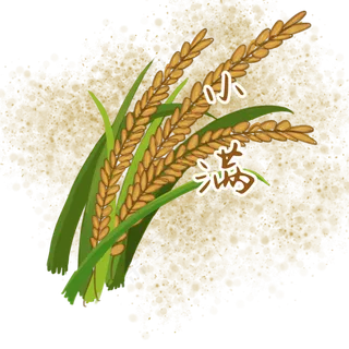 二十四节气之小满装饰图案,免抠元素