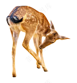 黄色动物小鹿,免抠元素