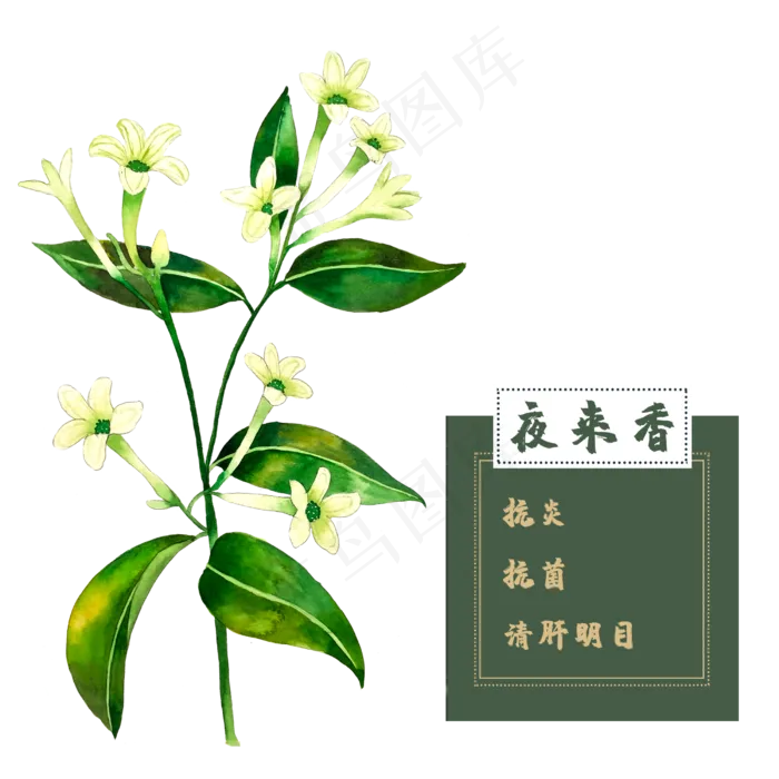 夜来香花类中草药水彩植物(2500X2500(DPI:300))psd模版下载