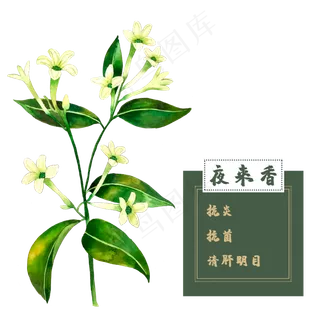 夜来香花类中草药水彩植物