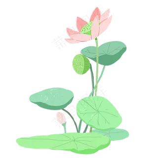 夏日荷花荷叶手绘