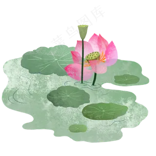 夏季盛开的荷花荷叶