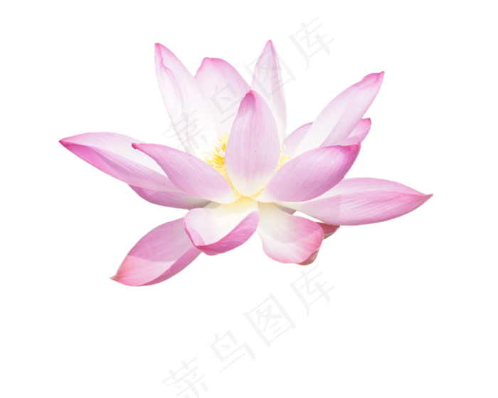 盛开美丽荷花(2048X2048(DPI:300))